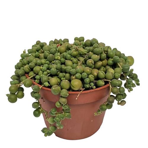 Senecio Rowleyanus T11 H005