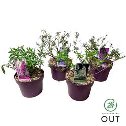 Buddleja Dav. mix Free Petite T19 H060
