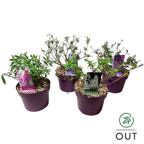 Buddleja Dav. mix Free Petite T19 H060
