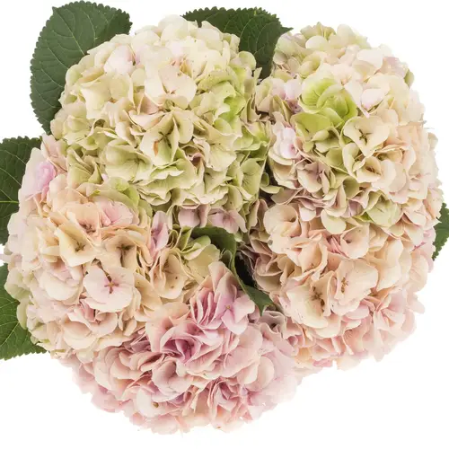 Hortensie rosa/grün Verena classic Bol 14cm 65cm