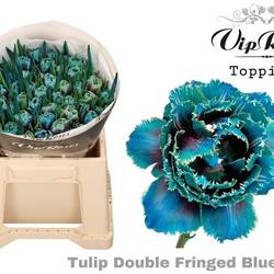 Tulpe Blau dobbel fringed fire gefärbt 34 Gramm