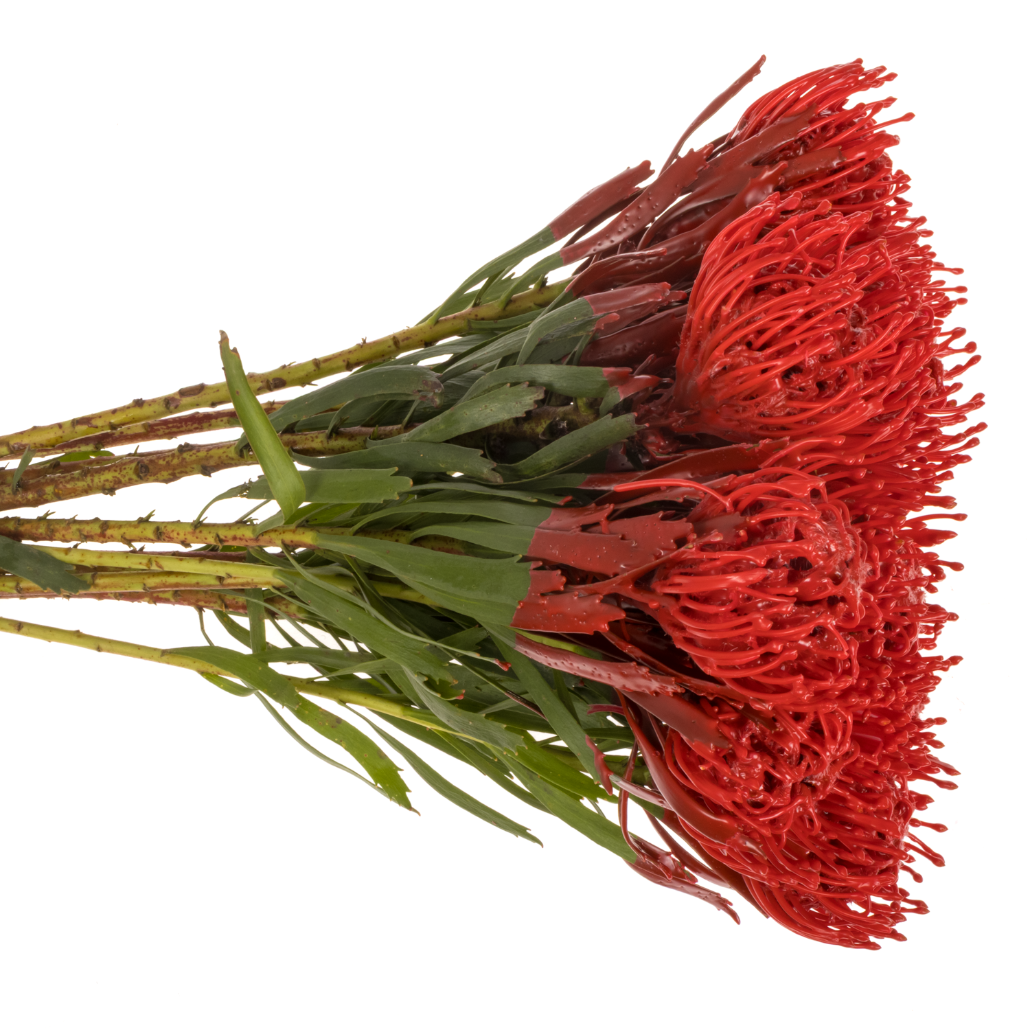 Nutans rot Wachs 60cm