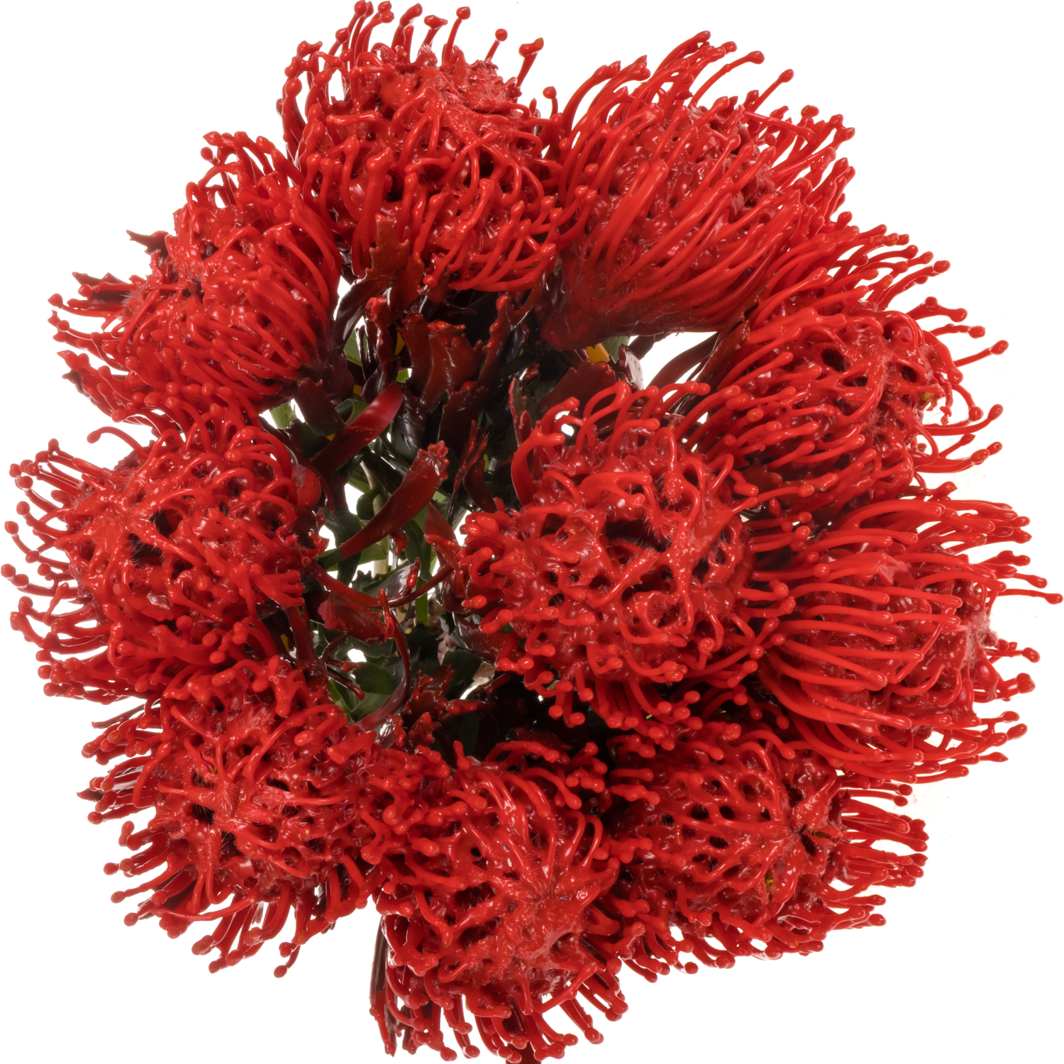 Nutans rot Wachs 60cm