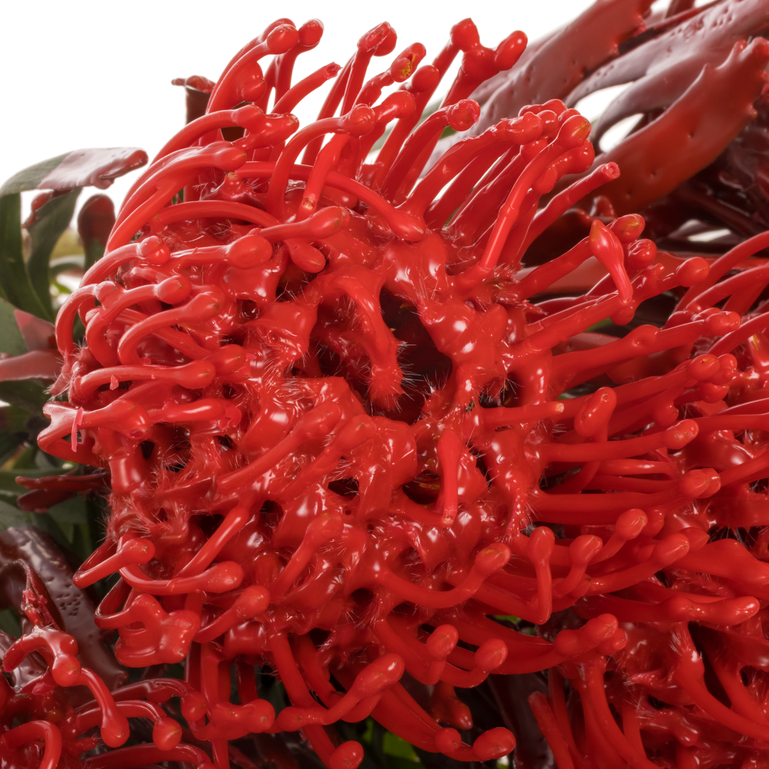 Nutans rot Wachs 60cm