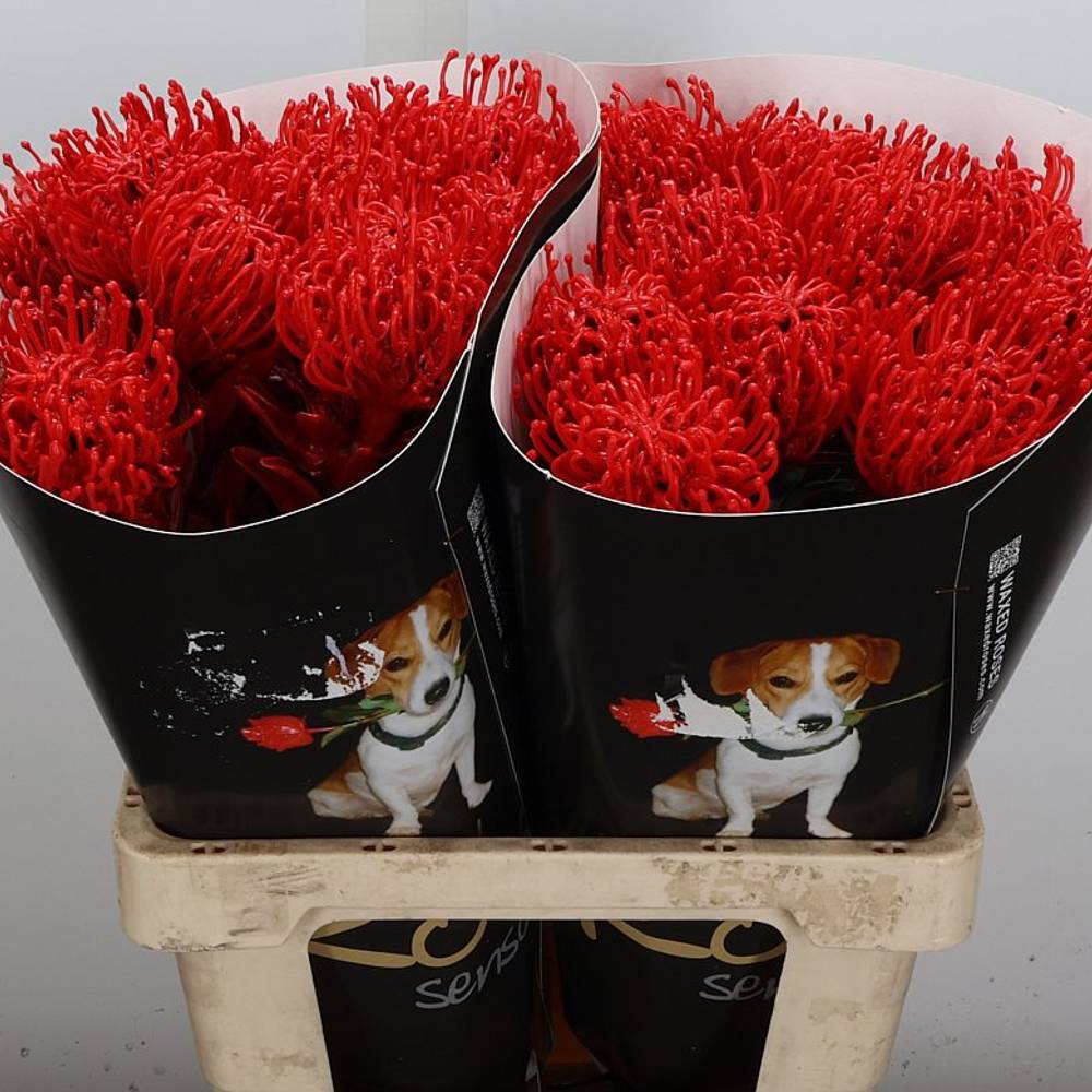 Nutans rot Wachs 60cm