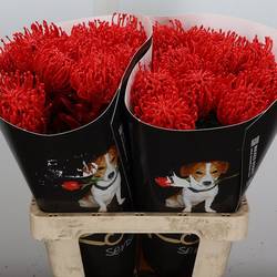 Nutans rot Wachs 60cm