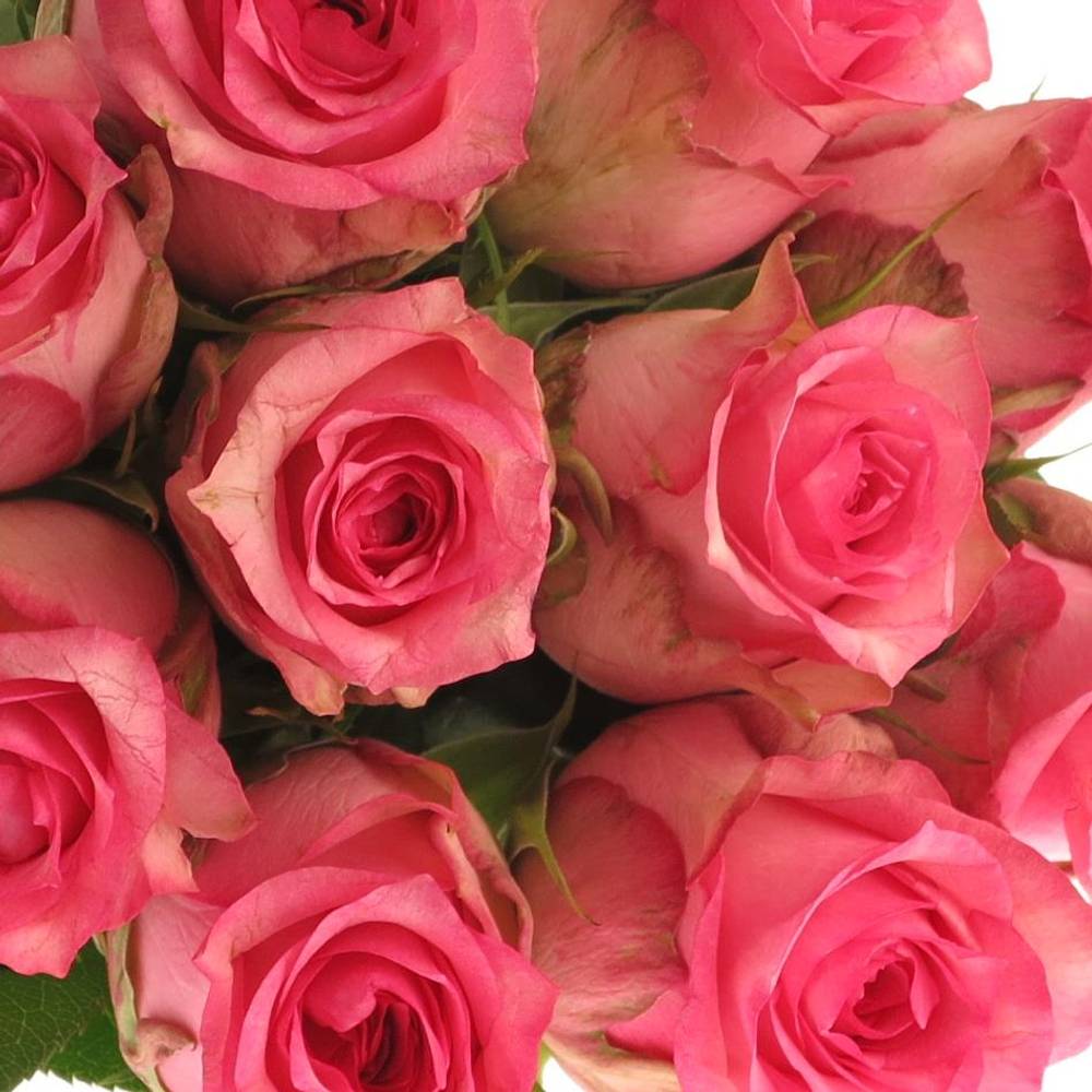 Rose rosa Pink Shadow 60cm