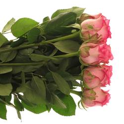 Rose rosa Pink Shadow 60cm