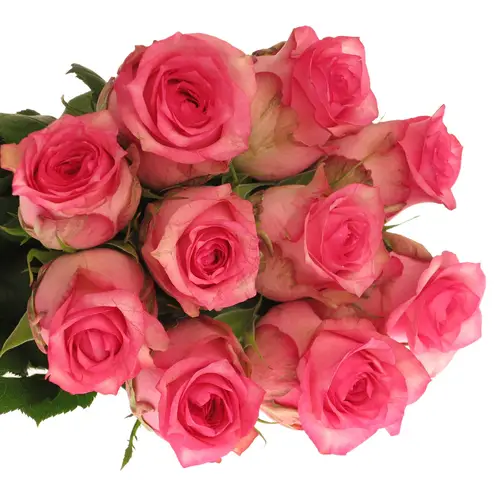 Rose rosa Pink Shadow 60cm