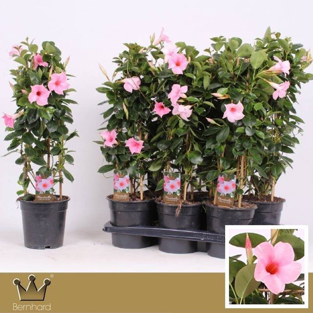 Mandeville rosa Pyramide T17 H060