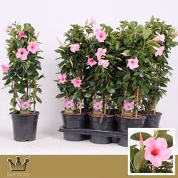 Mandeville rosa Pyramide T17 H060