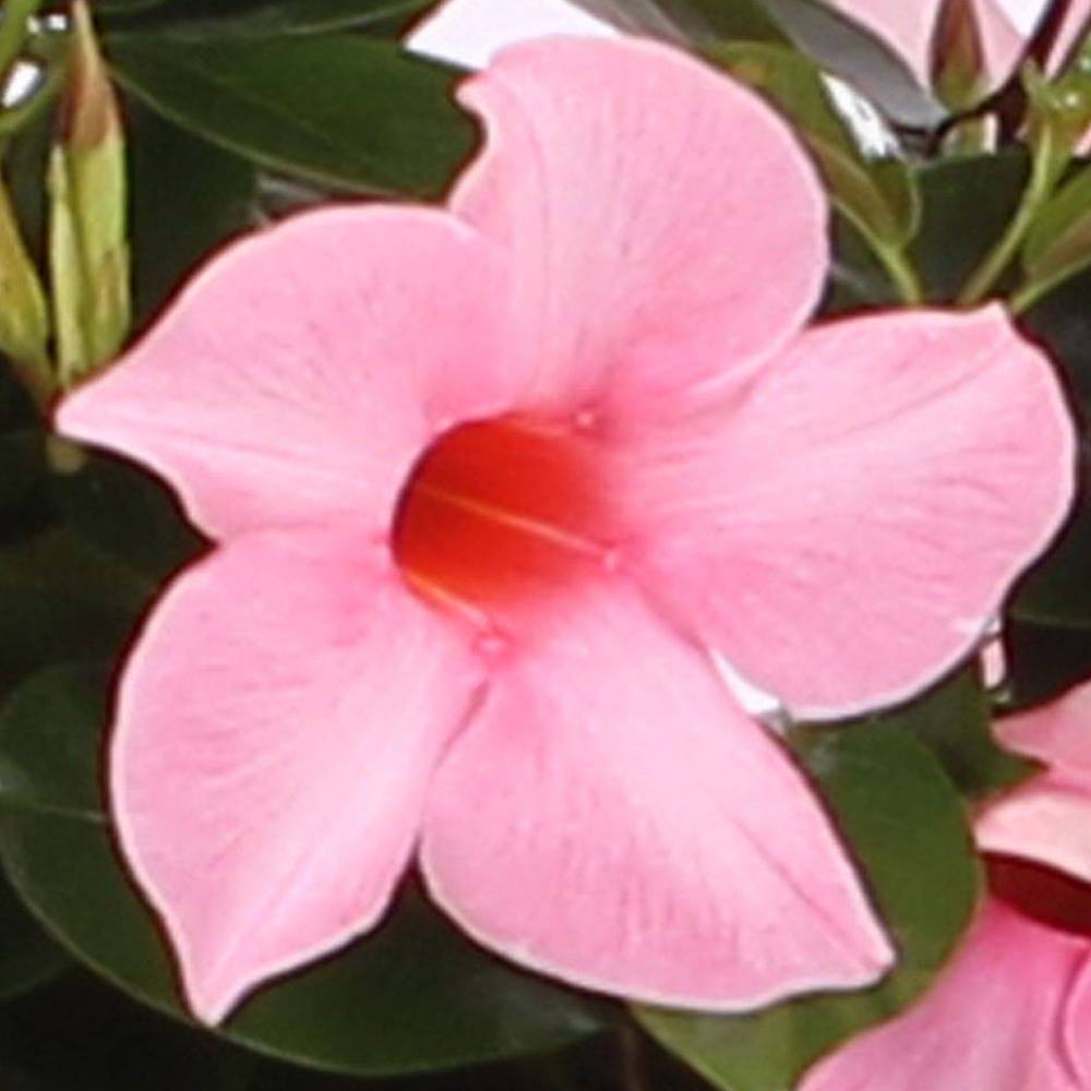 Mandeville rosa Pyramide T17 H060