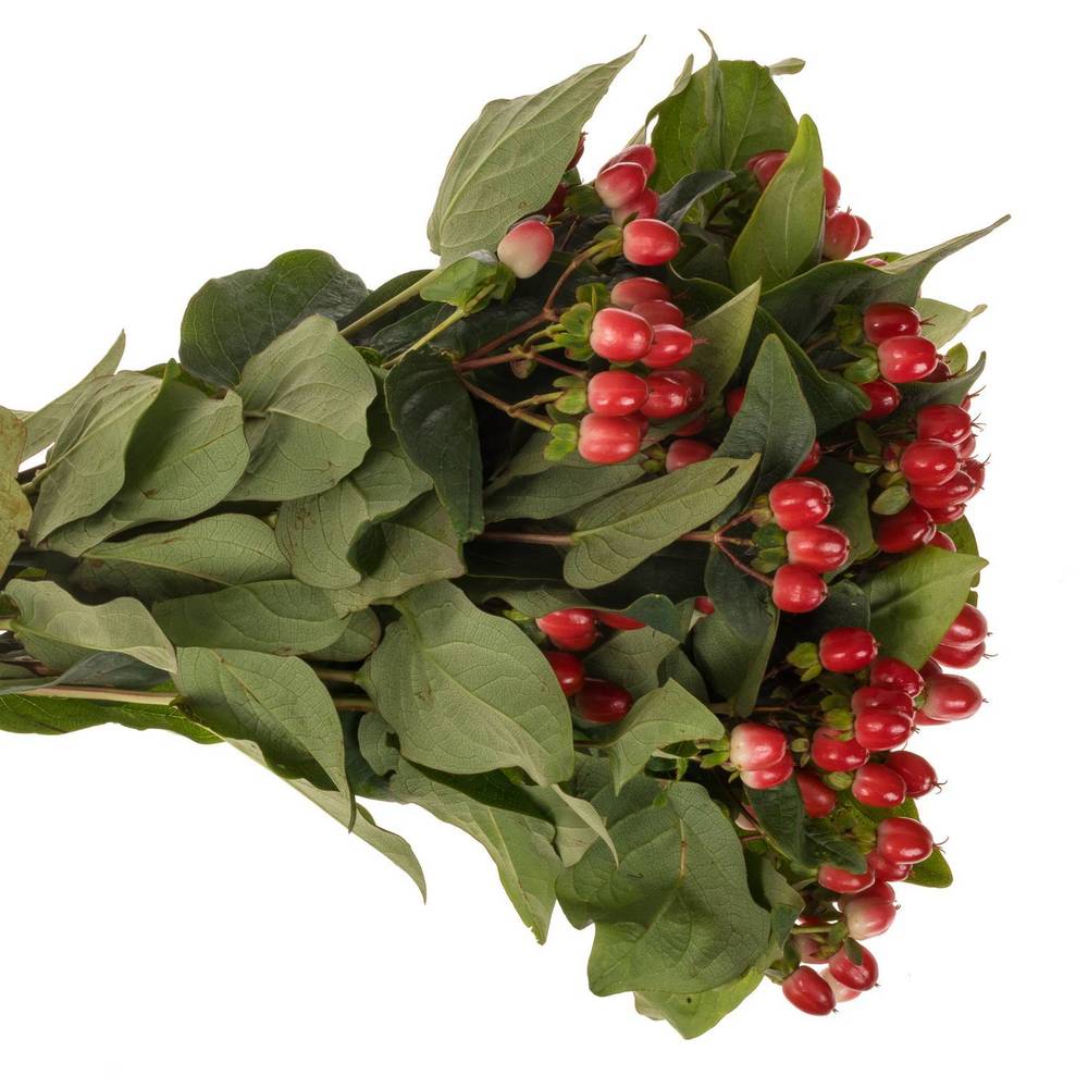Hypericum rot Impression Verzweigt 60cm