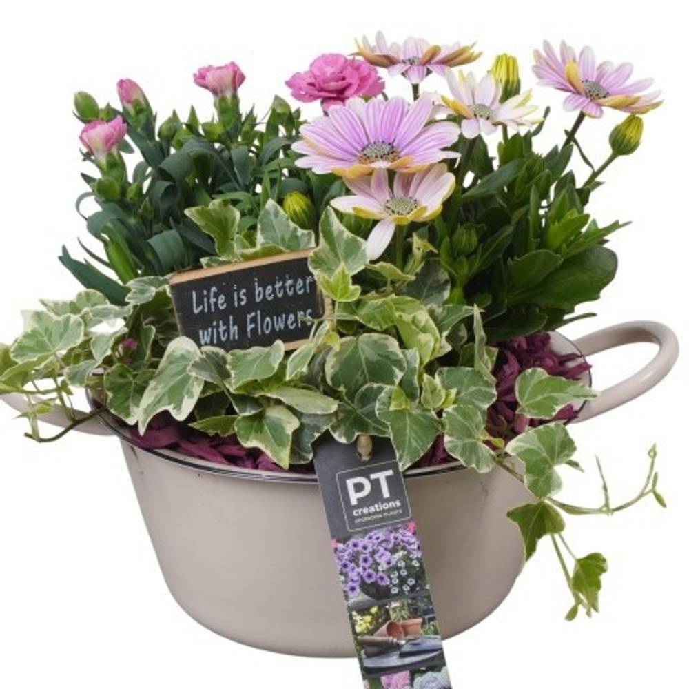 Garten.Arr PTPP6848 T19 H023