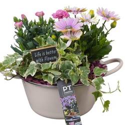Garten.Arr PTPP6848 T19 H023