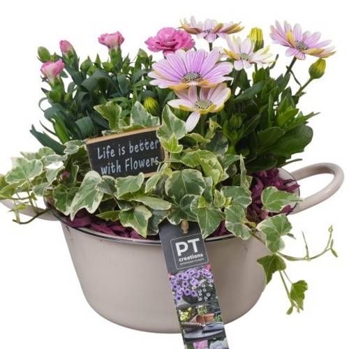 Garten.Arr PTPP6848 T19 H023