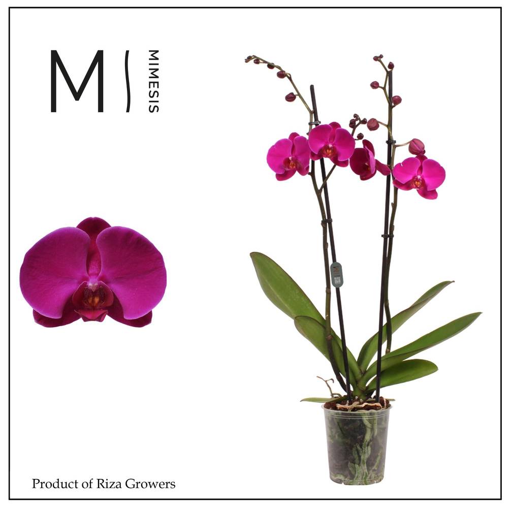 Phal.2-R lila Rambler T12 H080