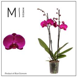 Phal.2-R lila Rambler T12 H080