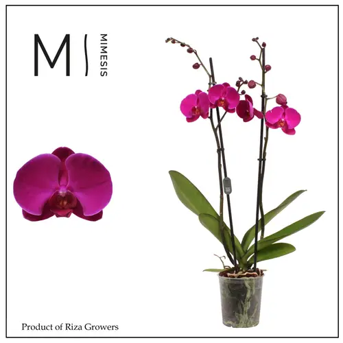 Phal.2-R lila Rambler T12 H080