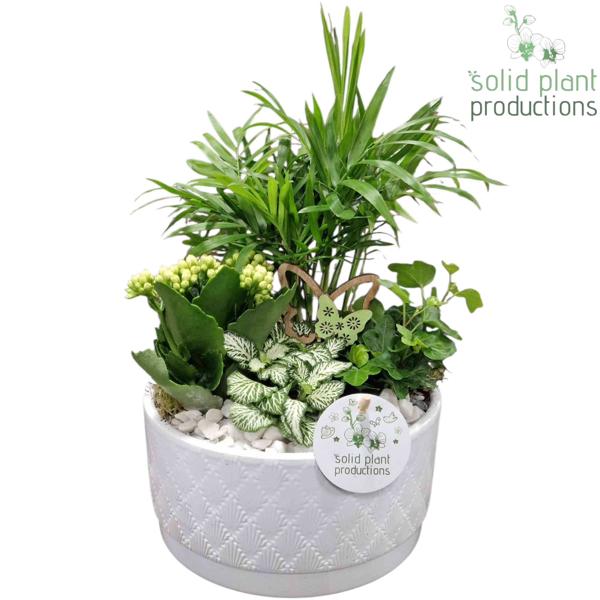 Chamaed.Arr CH003 Loes weiss T18 H035