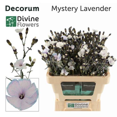 Mininelke milka Mistery gezogen 60cm