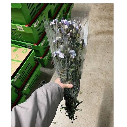 Mininelke milka Mistery gezogen 60cm