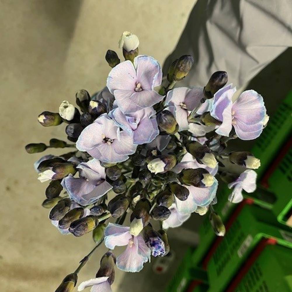 Mininelke milka Mistery gezogen 60cm