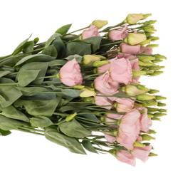 Lisianthus rosa Lisanne Waalzicht
