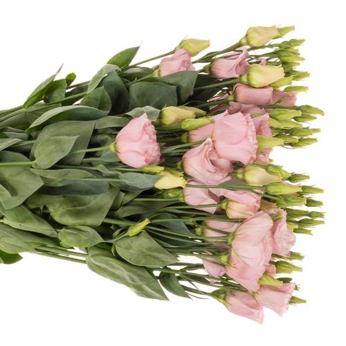 Lisianthus rosa Lisanne Waalzicht