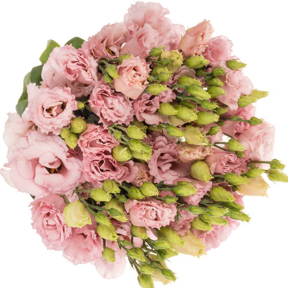 Lisianthus rosa Lisanne Waalzicht