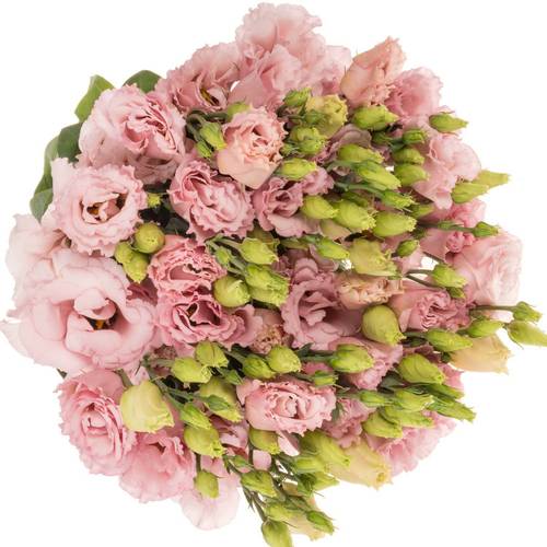 Lisianthus rosa Lisanne Waalzicht
