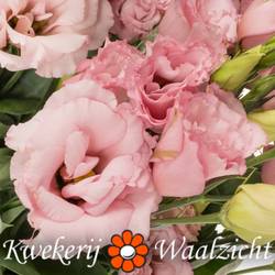 Lisianthus rosa Lisanne Waalzicht