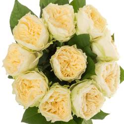 Rose apricot Lovely Harper gefüllt 50cm