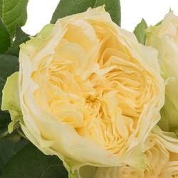 Rose apricot Lovely Harper gefüllt 50cm