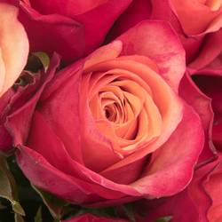 Rose orange/lachs Bogart 60cm