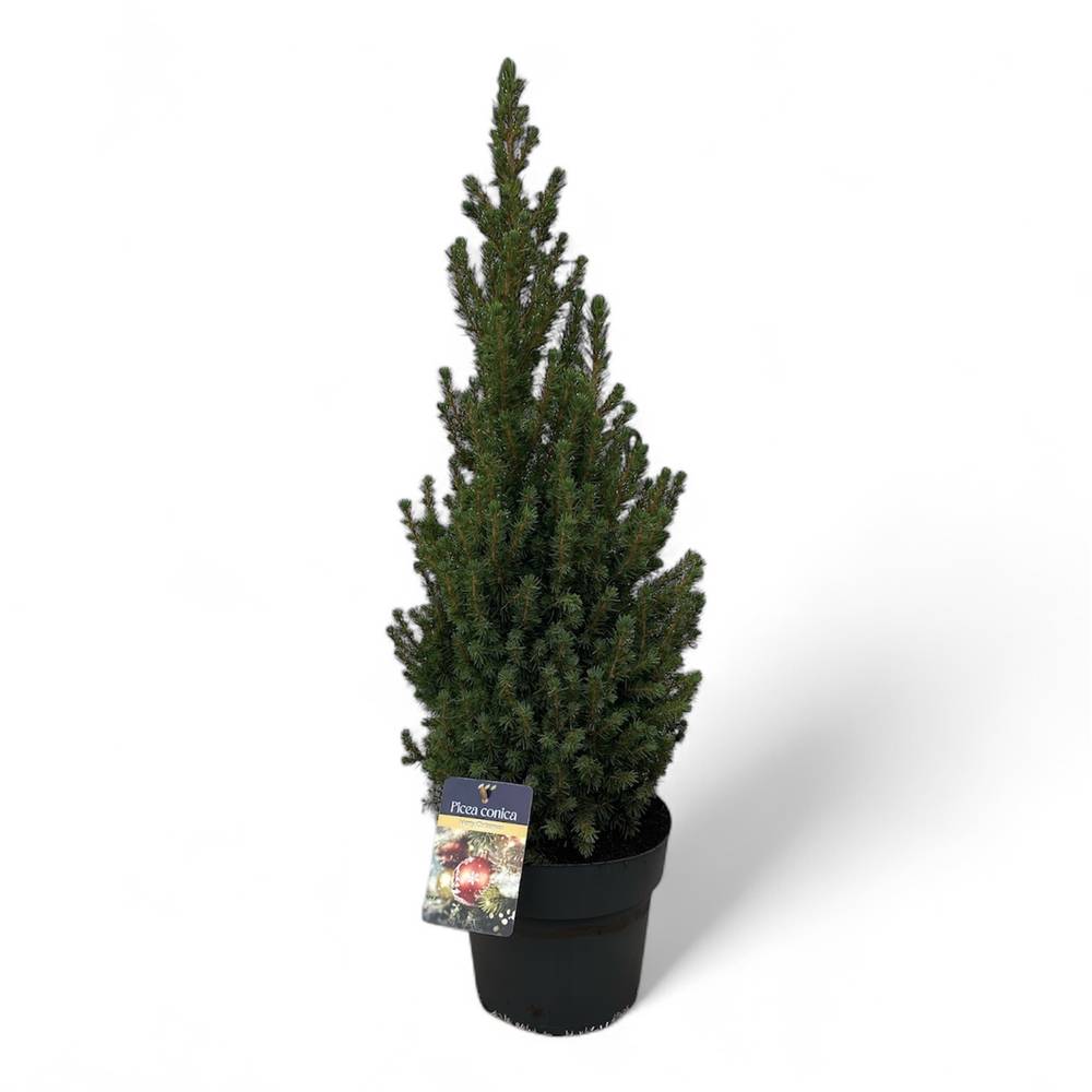 Picea Conica 50-60cm T21 H070