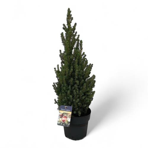 Picea Conica 50-60cm T21 H070