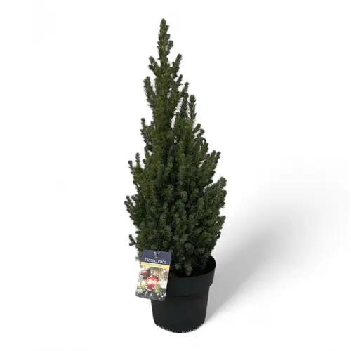 Picea Conica 50-60cm T21 H070