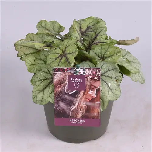 Heuchera grün T15 H25
