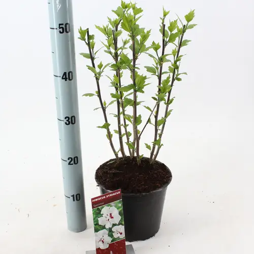 Hibiscus Syr. Speciosus T19 H50