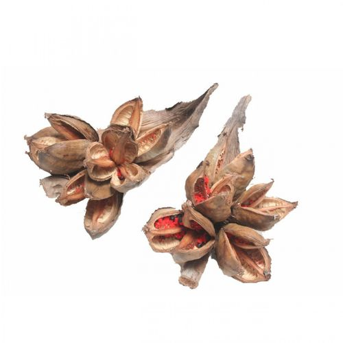 Trocken Sororoca Penca natur 35cm