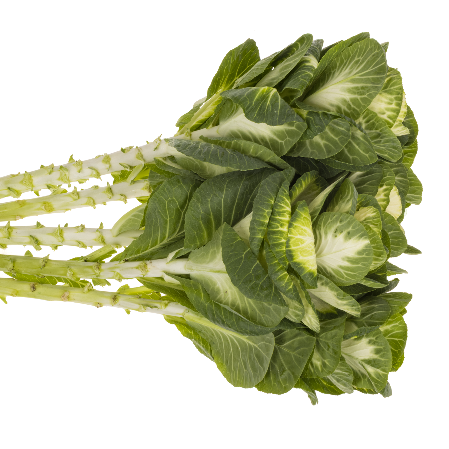 Zierkohl grün White Crane 80cm