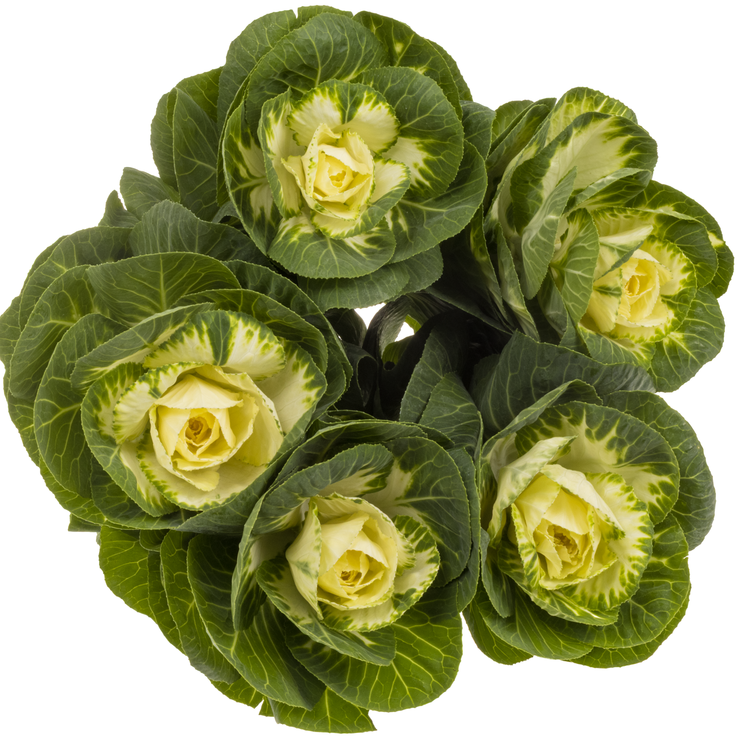 Zierkohl grün White Crane 80cm