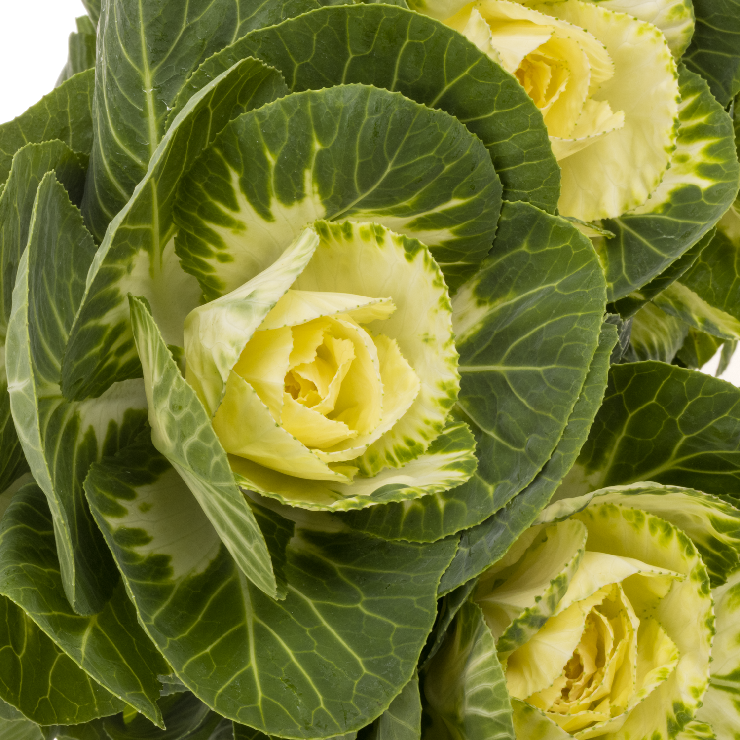 Zierkohl grün White Crane 80cm