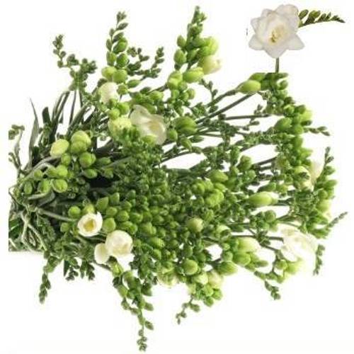 Freesie weiss gefüllt Belleville 22 Gramm