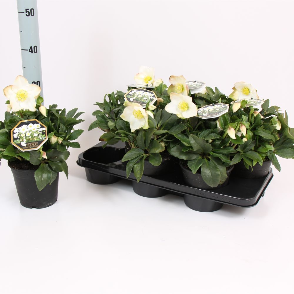 Helleb.weiss Diva T15 H030