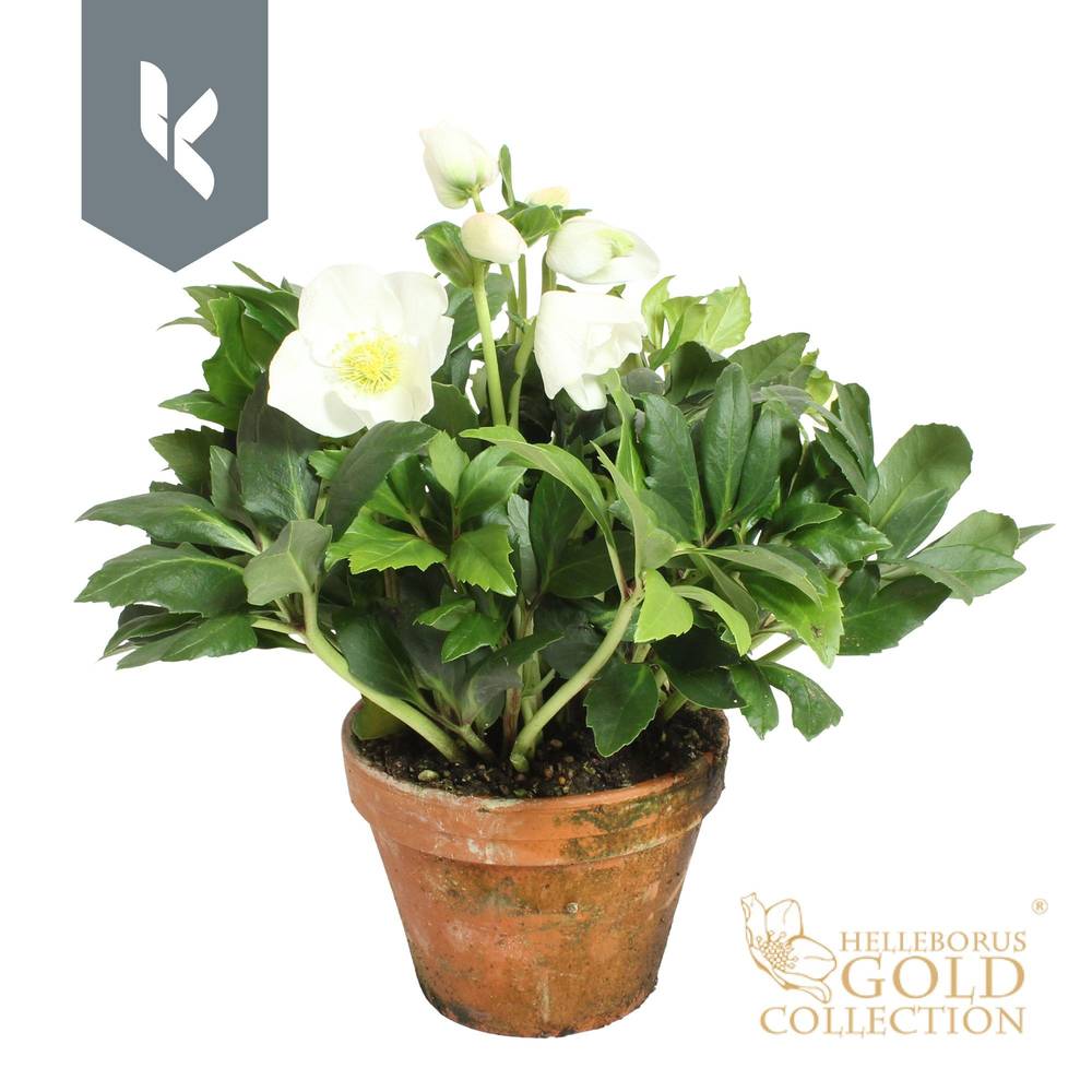 Helleborus weiss Diva im Terracotta Topf T15 H030