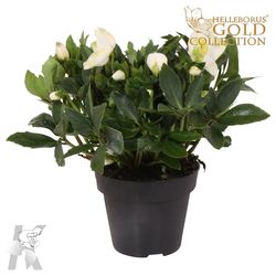 Helleb.weiss Diva T15 H030