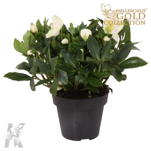 Helleb.weiss Diva T15 H030