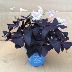 Oxalis Triangularis T12 H15